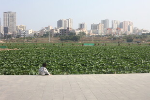 城市边的荷塘景观