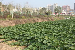 城市边的葱郁农田