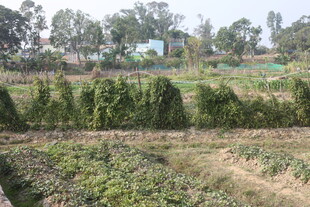 田园蔬菜种植景观