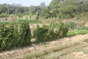 田园蔬菜种植景观