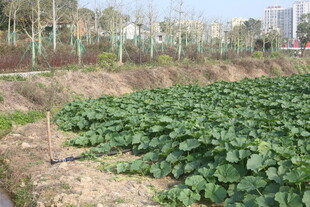 农田中的绿色蔬菜作物