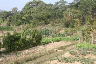 乡村田野风光景色