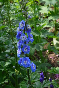 高翠雀花 