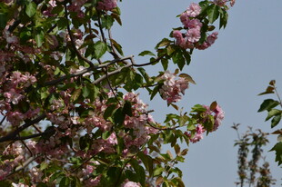 山樱花 