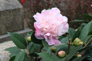 山茶花
