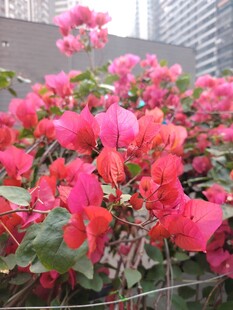 艳丽三角梅绽放
