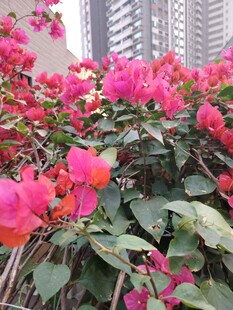 娇艳三角梅绽放城市角落