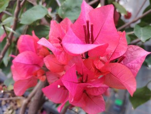 艳丽三角梅绽放