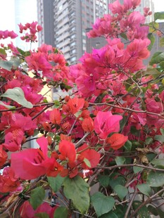 艳丽三角梅绽放于城市边