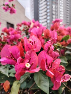 娇艳三角梅绽放城市间