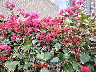 艳丽三角梅绽放