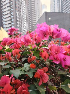 艳丽三角梅