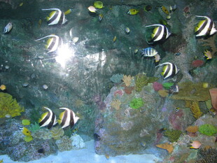 海底游动的美丽热带鱼