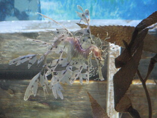 梦幻冰晶树枝艺术画面