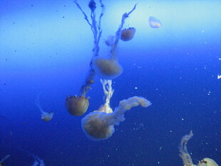 深海中的梦幻水母群