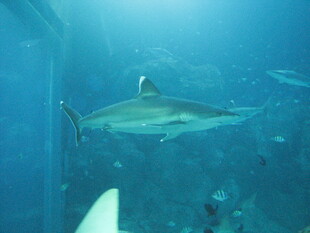 深海中游弋的鲨鱼