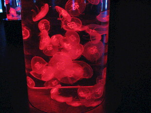红色梦幻水母玻璃缸