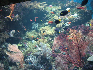 海底多彩鱼群与珊瑚景观