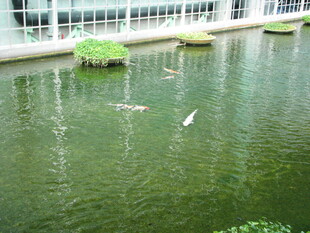 池塘中飞鸟与绿植景观