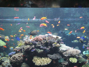 多彩海底珊瑚与热带鱼景观