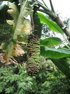 热带雨林中的奇特植物景观