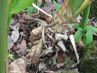 地面枯叶中的奇特植物根茎