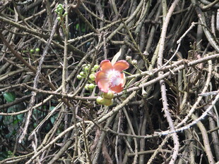 草丛中的鲜艳蘑菇