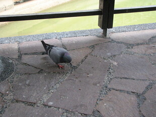 地面觅食的灰鸽子