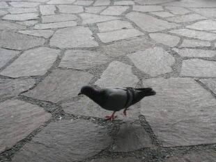 石板路上的独行鸽子