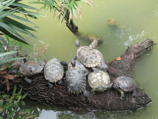 一群乌龟趴于木头上晒太阳