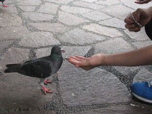 伸手喂鸽瞬间