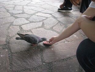 人与小猫互动瞬间