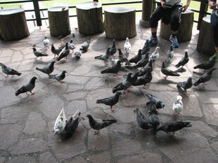 广场上的群鸽