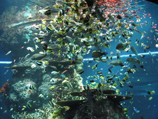 海底沉船的多彩水下世界