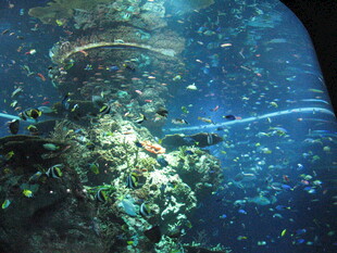 海底景象 多彩珊瑚与鱼类