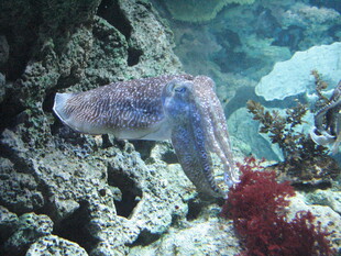 水族馆中的多彩乌贼