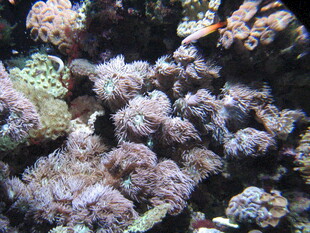 海底多彩珊瑚景观