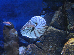 海洋馆中的鹦鹉螺