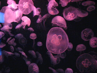 梦幻水母群在水中飘逸