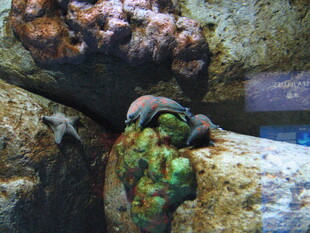 水族馆中多彩的海洋生物