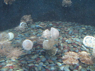 海底多彩珊瑚与贝壳景观