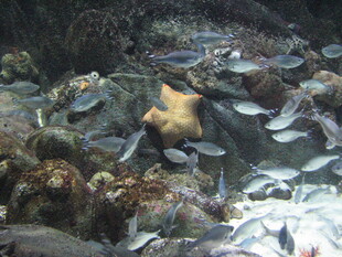 海底鱼群伴海胆共舞