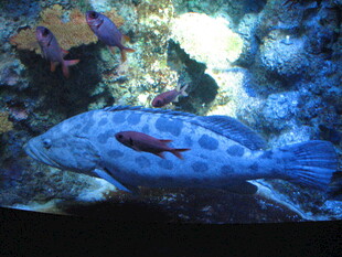 水族馆中的斑点鱼与小鱼