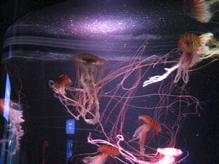 梦幻水母在水中飘逸