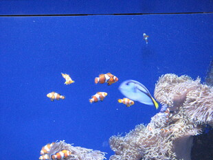 蓝色海洋中的缤纷小鱼