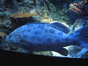水族馆中的蓝色斑点鱼