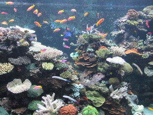 海底珊瑚与多彩鱼类景观