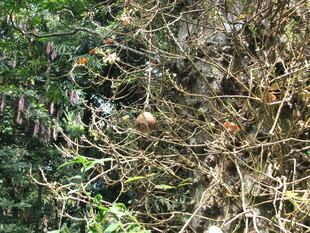 树上鸟巢与多彩鸟儿