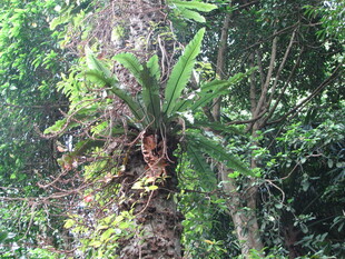 茂密丛林中的独特蕨类植物