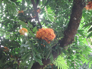 树上盛开的橘色花朵